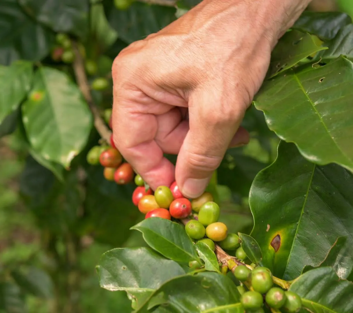 Coffee harvest at Santa Rosa plantation