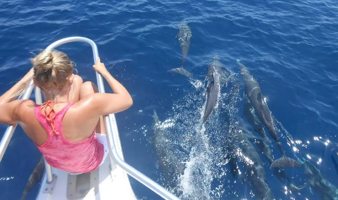 Dolphins alongside a boat off Playa Garza