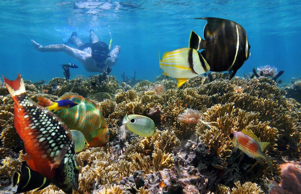 Snorkeling near the pink sand beach