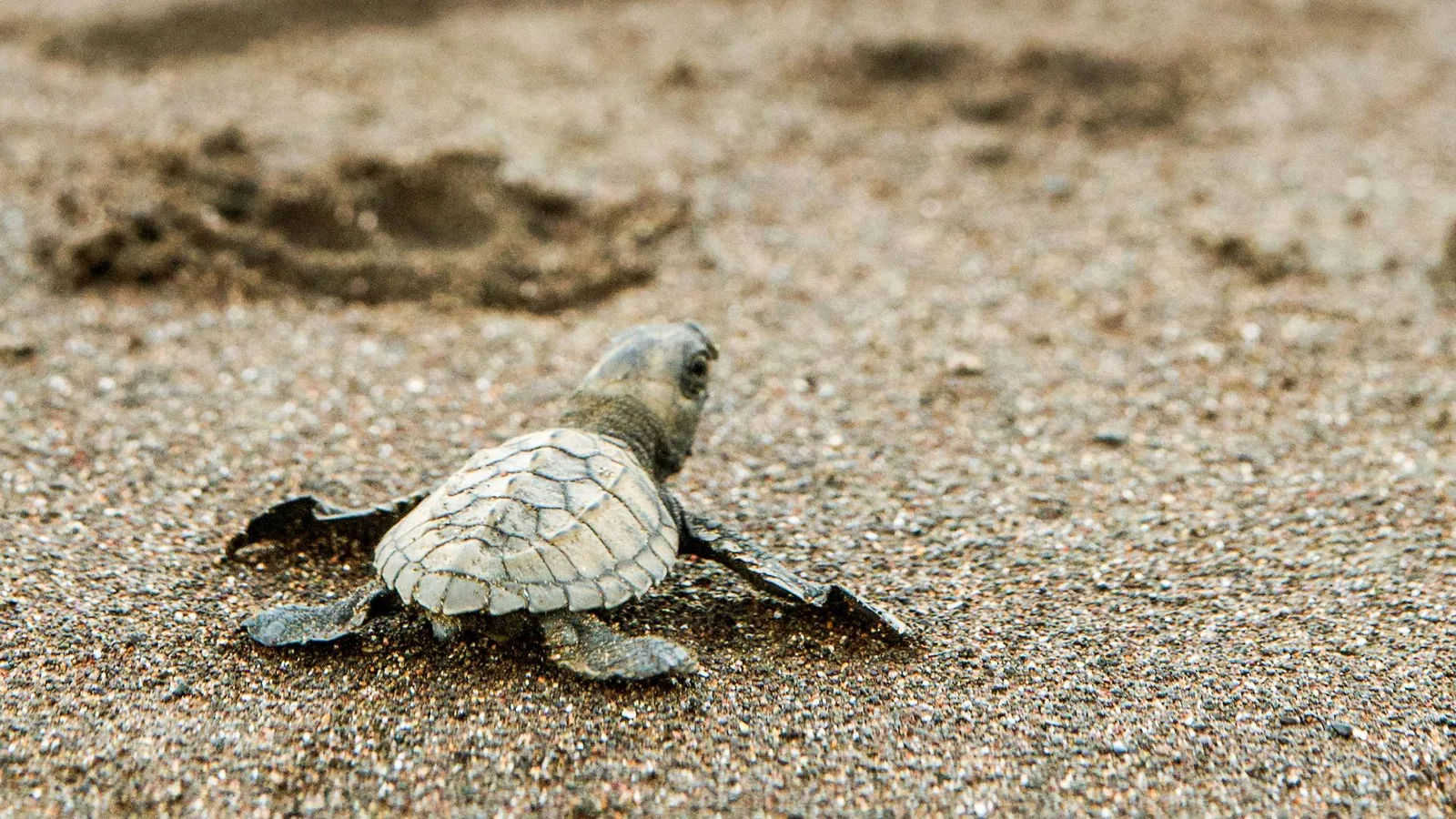Sea turtle hatchling making its way to the ocean
